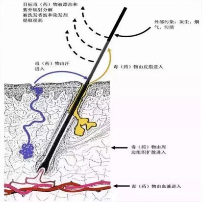 使用上海凈信毛發(fā)毒品檢測(cè)儀檢測(cè)毛發(fā)的優(yōu)勢(shì)及步驟