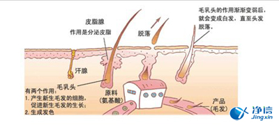 毛發(fā)生長(zhǎng)圖