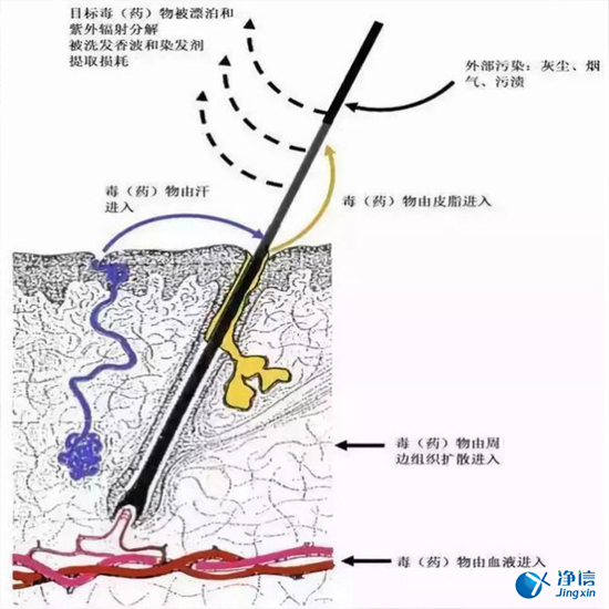 毛發(fā)毒品檢測(cè)儀來(lái)檢測(cè)毛發(fā)的步驟詳解-優(yōu)勢(shì)是什么？